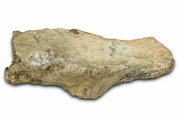 Dinosaur (Triceratops) Frill Shield Section - Montana #338961